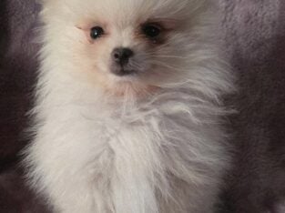 Orange – Tauriel AKC Registered