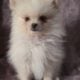 Orange – Tauriel AKC Registered