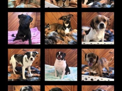 Pick an Adoptive Dog from Queen Elizabeth Pocket