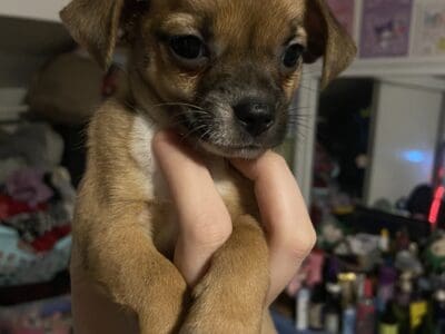 Chihuahua puppies