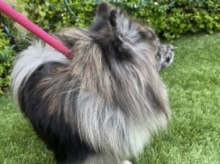 Merle Pomeranian