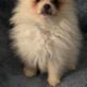 Light Blue – Bilbo AKC Registered