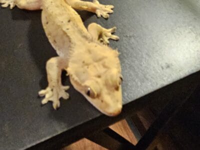 Crested Geckos
