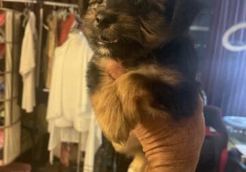 Yorkie puppy males