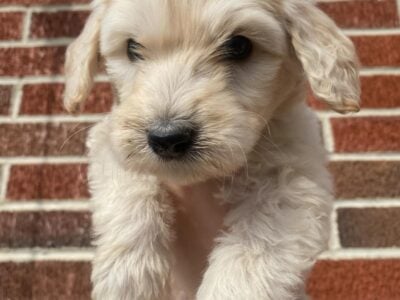 f2b Goldendoodle puppies – $1,500