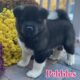 North Country Akitas