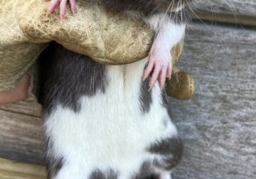 Pet rats