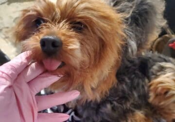 Yorkie Male Stud