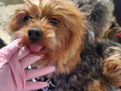 Yorkie Male Stud