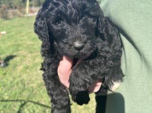Goldendoodle f1 b puppies now
