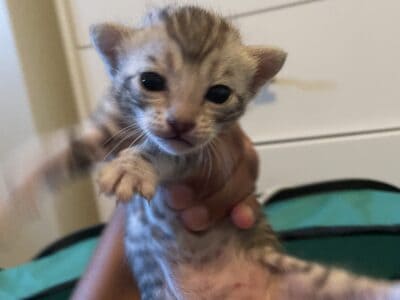 Amazing Bengal Kittens Available