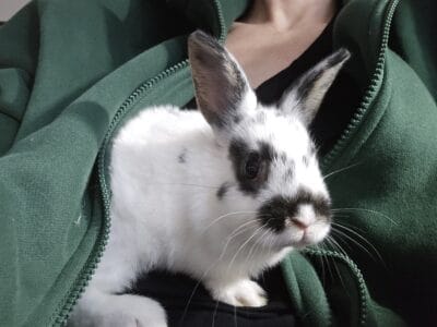 5 Bunnies for sale to good home!