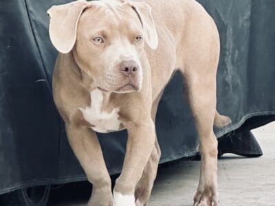 Adorable 5 month Pit Bull