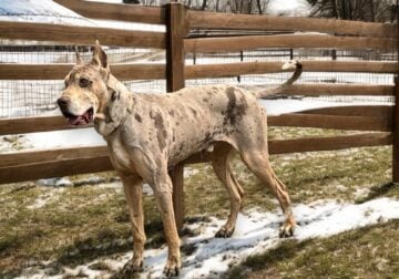 Adult Male Great Dane