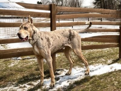 Adult Male Great Dane
