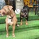Pocket Bully Puppy for Adoption – Seven