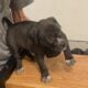 Bull mix puppies
