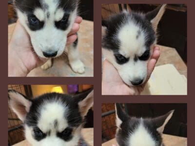 Sieberian husky puppies
