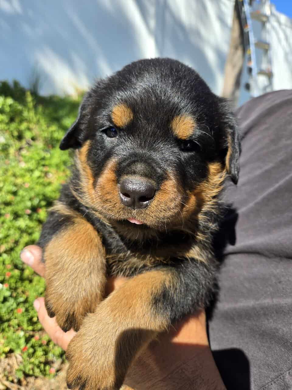 AKC Rottweiler Pups | PetClassifieds.com