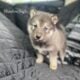 Spring Lowcontent Wolfdog Litter in MN