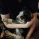 Boxer heeler mix pup 3