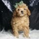 Lucas AKC Poodle