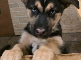 Female n male puppy for sale