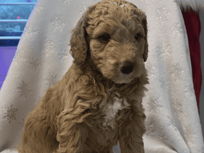 Golden doodles