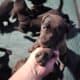 WailerDane puppies