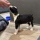 50% European Boxer puppies