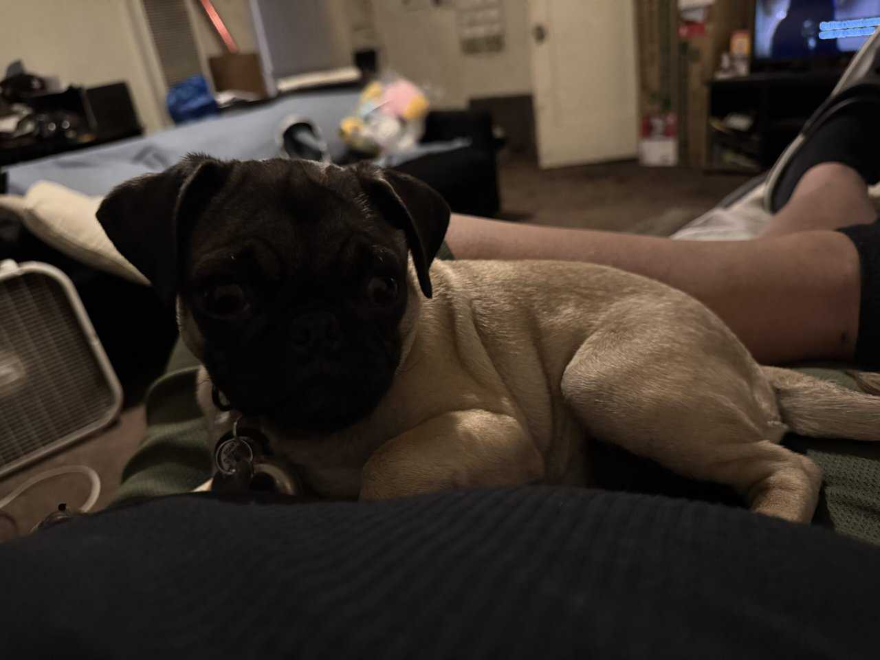 FEMALE PUG FOR SALE! | PetClassifieds.com