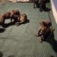WailerDane puppies