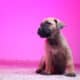 Cane Corso puppies ready for their new home!