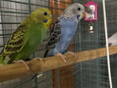 Parakeet birds for sale.