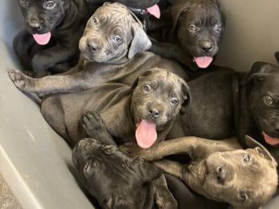 Sweet Cane Corso (Italian Mastiff ) Puppies