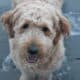 Scout —F1 Mini English Goldendoodle