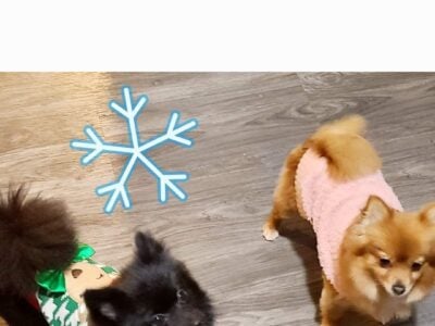 Pomeranian puppy