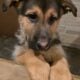 Female n male puppy for sale