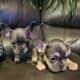 Frechie puppies