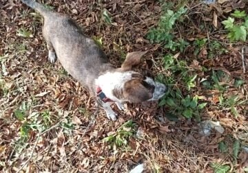Looking to re-home a stray dog