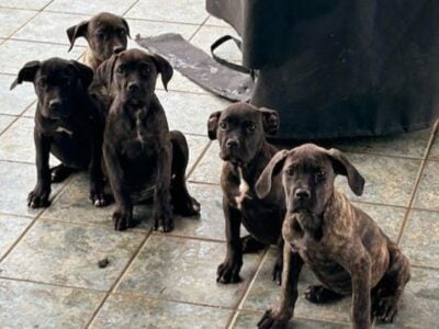 Pure Breed Cane Corsos