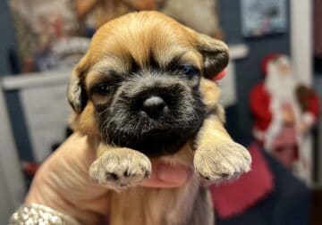 CKC Shih Tzus
