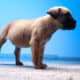 Cane Corso puppies ready for their new home!