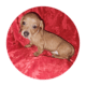 Doxie puppies