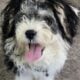 Male Puppy