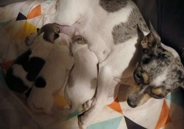 2 Female Chihuahua Puppies Ready Christmas Eve