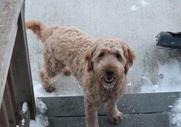 Scout —F1 Mini English Goldendoodle