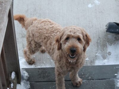 Scout —F1 Mini English Goldendoodle