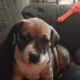 Pitbull/ blue tick pups