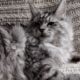 Female Maine Coon Silver